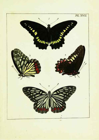 Reproducción/Reproduction 9248453378: Illustrations of natural history.. London,Printed for the author and sold by B. White,1770-82.