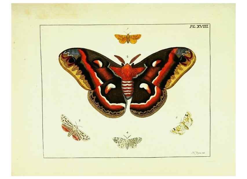 Reproducción/Reproduction 9248454154: Illustrations of natural history.. London,Printed for the author and sold by B. White,1770-82.