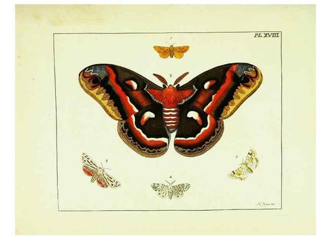 Reproducción/Reproduction 9248454154: Illustrations of natural history.. London,Printed for the author and sold by B. White,1770-82.