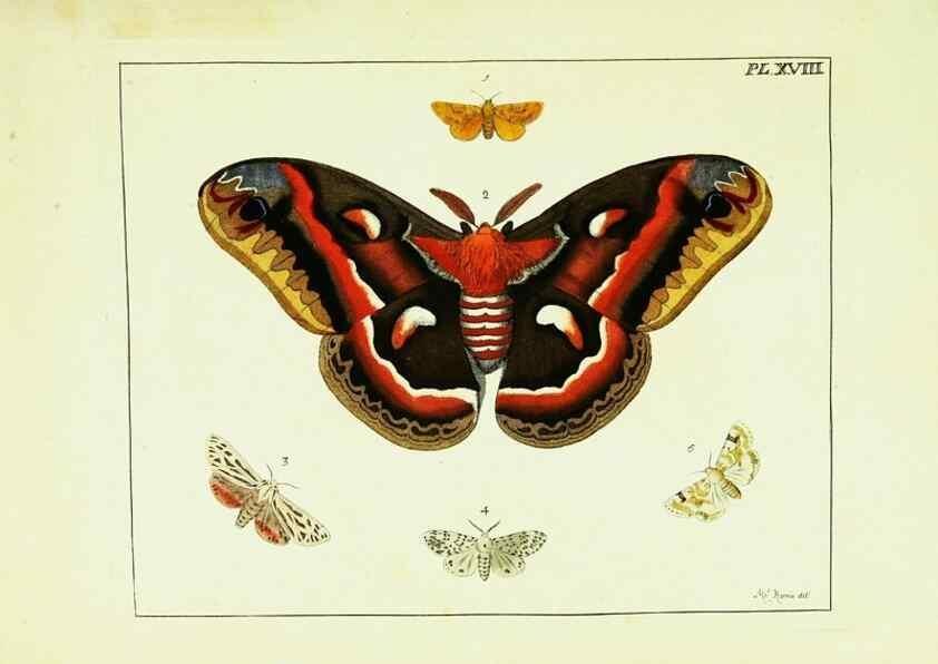 Reproducción/Reproduction 9248454154: Illustrations of natural history.. London,Printed for the author and sold by B. White,1770-82.