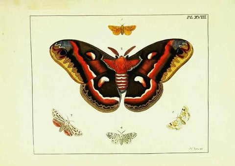 Reproducción/Reproduction 9248454154: Illustrations of natural history.. London,Printed for the author and sold by B. White,1770-82.