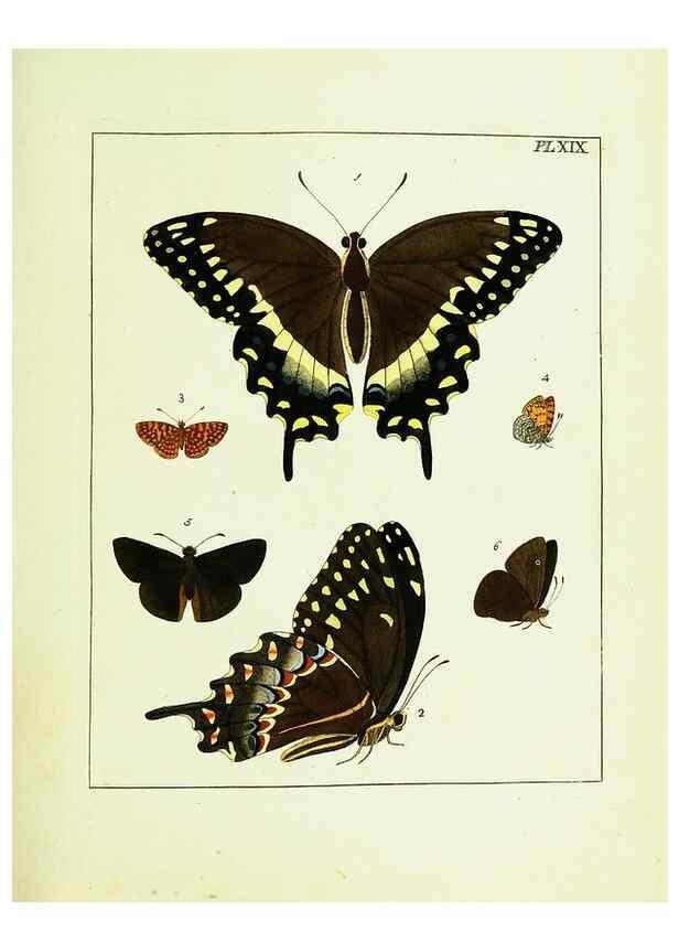 Reproducción/Reproduction 9248455012: Illustrations of natural history.. London,Printed for the author and sold by B. White,1770-82.