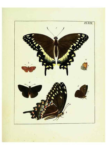Reproducción/Reproduction 9248455012: Illustrations of natural history.. London,Printed for the author and sold by B. White,1770-82.
