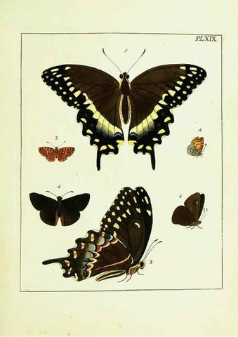 Reproducción/Reproduction 9248455012: Illustrations of natural history.. London,Printed for the author and sold by B. White,1770-82.