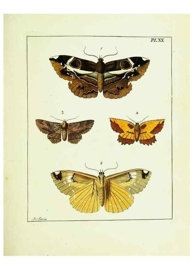 Reproducción/Reproduction 9245674717: Illustrations of natural history.. London,Printed for the author and sold by B. White,1770-82.