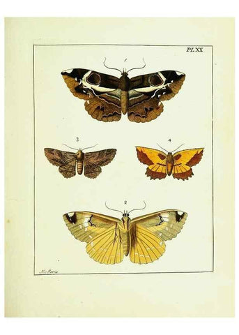 Reproducción/Reproduction 9245674717: Illustrations of natural history.. London,Printed for the author and sold by B. White,1770-82.