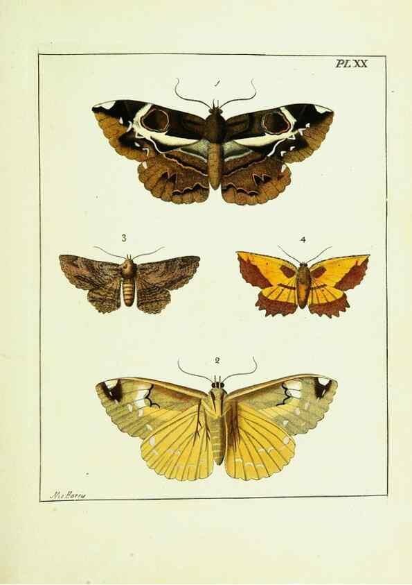 Reproducción/Reproduction 9245674717: Illustrations of natural history.. London,Printed for the author and sold by B. White,1770-82.