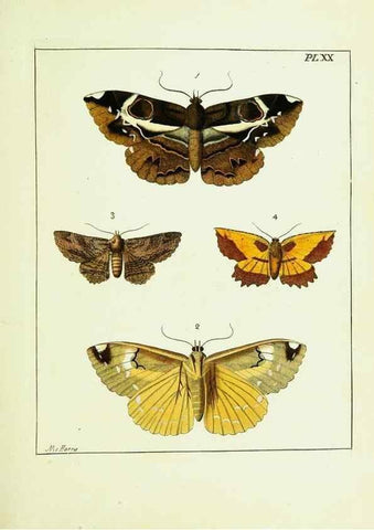 Reproducción/Reproduction 9245674717: Illustrations of natural history.. London,Printed for the author and sold by B. White,1770-82.