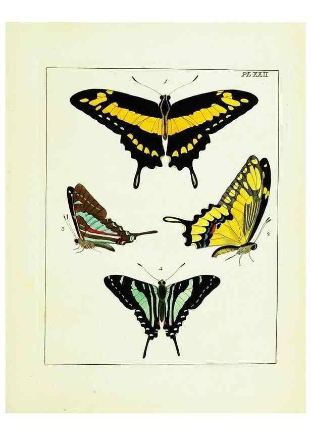 Reproducción/Reproduction 9245676821: Illustrations of natural history.. London,Printed for the author and sold by B. White,1770-82.