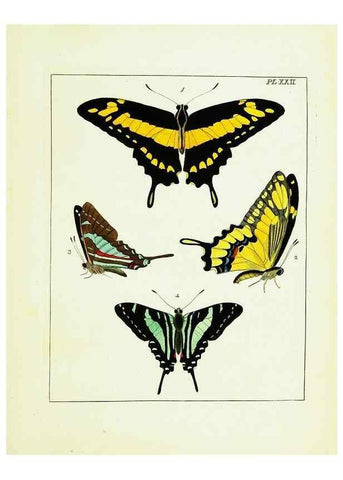 Reproducción/Reproduction 9245676821: Illustrations of natural history.. London,Printed for the author and sold by B. White,1770-82.