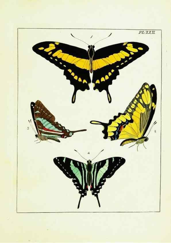 Reproducción/Reproduction 9245676821: Illustrations of natural history.. London,Printed for the author and sold by B. White,1770-82.