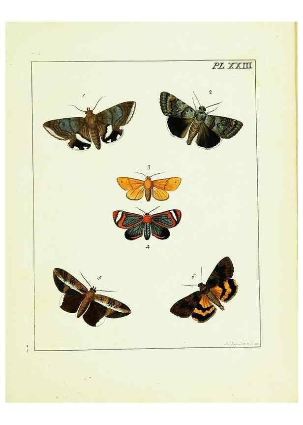 Reproducción/Reproduction 9245677881: Illustrations of natural history.. London,Printed for the author and sold by B. White,1770-82.