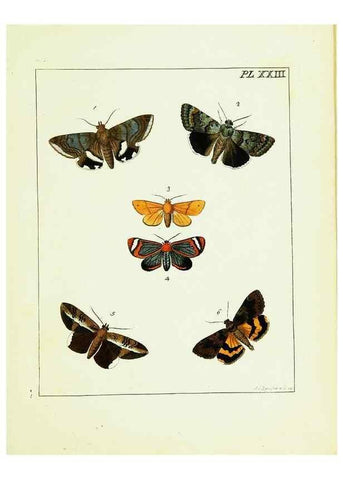 Reproducción/Reproduction 9245677881: Illustrations of natural history.. London,Printed for the author and sold by B. White,1770-82.