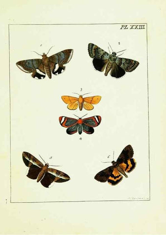 Reproducción/Reproduction 9245677881: Illustrations of natural history.. London,Printed for the author and sold by B. White,1770-82.