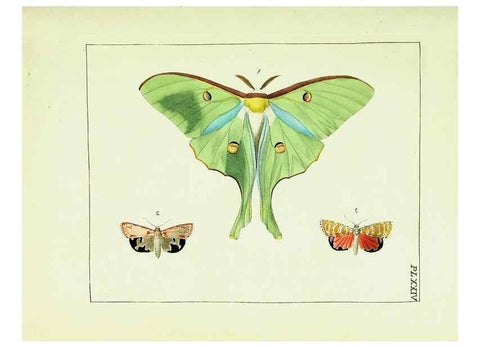 Reproducción/Reproduction 9245678783: Illustrations of natural history.. London,Printed for the author and sold by B. White,1770-82.