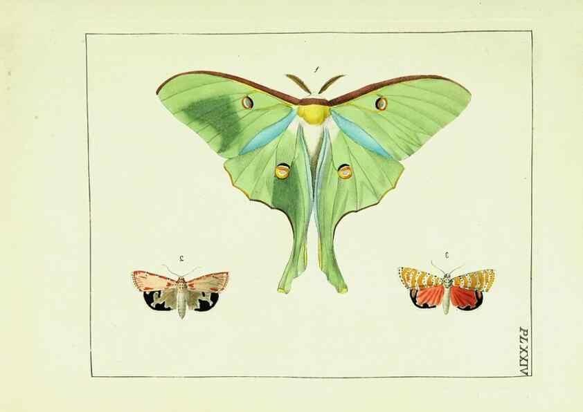 Reproducción/Reproduction 9245678783: Illustrations of natural history.. London,Printed for the author and sold by B. White,1770-82.