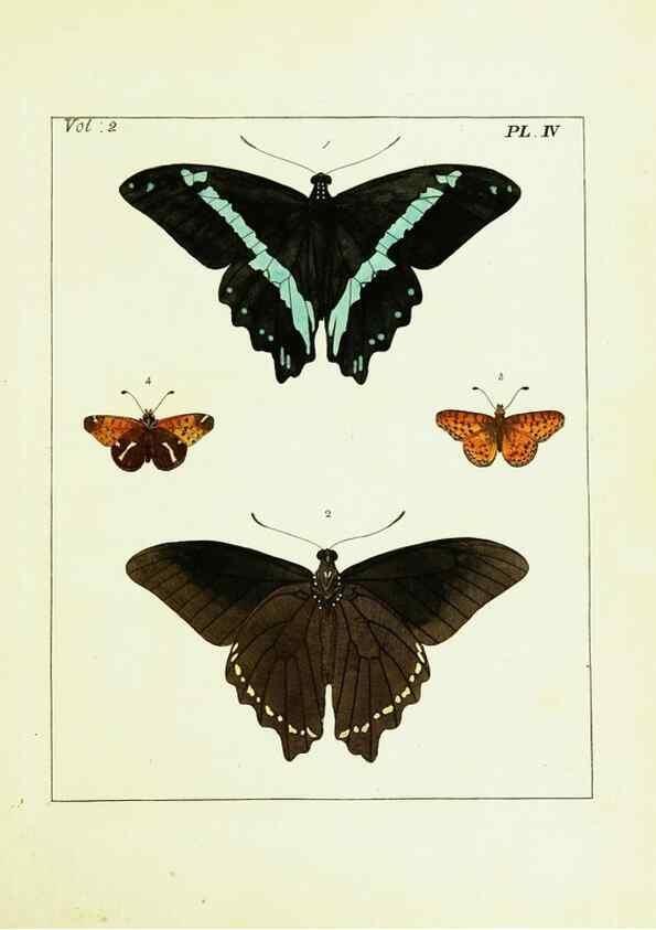 Reproducción/Reproduction 9248528308: Illustrations of natural history.. London,Printed for the author and sold by B. White,1770-82.