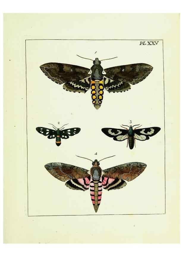 Reproducción/Reproduction 9248460608: Illustrations of natural history.. London,Printed for the author and sold by B. White,1770-82.