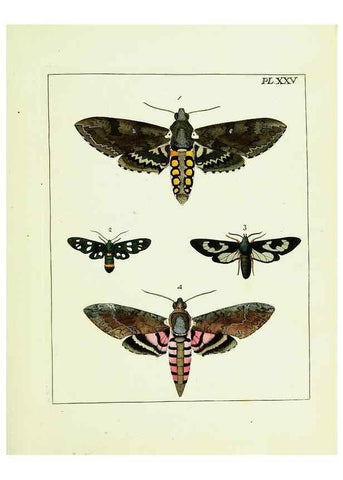 Reproducción/Reproduction 9248460608: Illustrations of natural history.. London,Printed for the author and sold by B. White,1770-82.