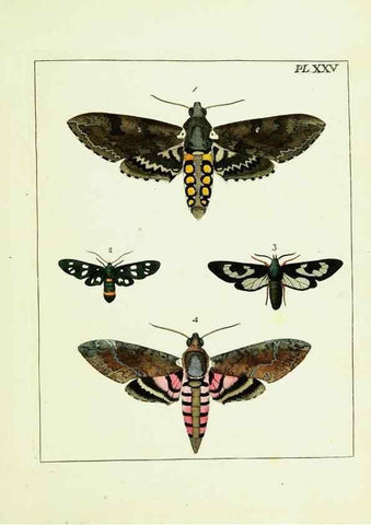 Reproducción/Reproduction 9248460608: Illustrations of natural history.. London,Printed for the author and sold by B. White,1770-82.