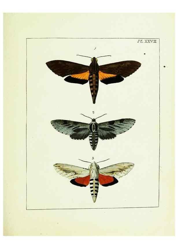 Reproducción/Reproduction 9245681119: Illustrations of natural history.. London,Printed for the author and sold by B. White,1770-82.