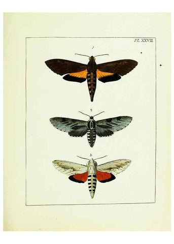 Reproducción/Reproduction 9245681119: Illustrations of natural history.. London,Printed for the author and sold by B. White,1770-82.