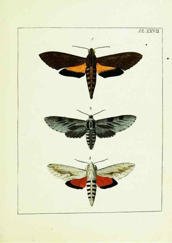 Reproducción/Reproduction 9245681119: Illustrations of natural history.. London,Printed for the author and sold by B. White,1770-82.