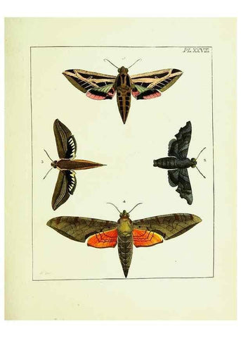 Reproducción/Reproduction 9245681943: Illustrations of natural history.. London,Printed for the author and sold by B. White,1770-82.