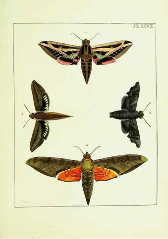 Reproducción/Reproduction 9245681943: Illustrations of natural history.. London,Printed for the author and sold by B. White,1770-82.