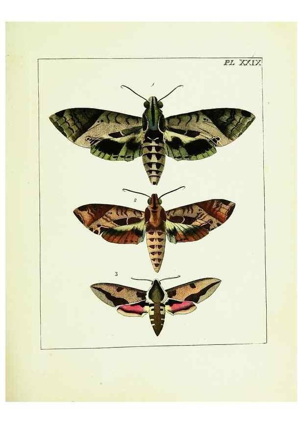 Reproducción/Reproduction 9248463616: Illustrations of natural history.. London,Printed for the author and sold by B. White,1770-82.