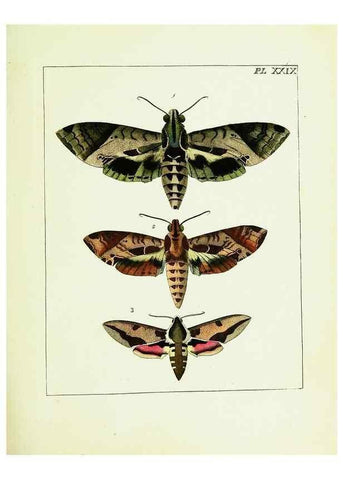 Reproducción/Reproduction 9248463616: Illustrations of natural history.. London,Printed for the author and sold by B. White,1770-82.