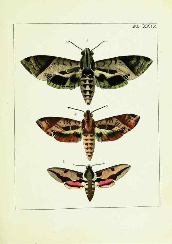 Reproducción/Reproduction 9248463616: Illustrations of natural history.. London,Printed for the author and sold by B. White,1770-82.