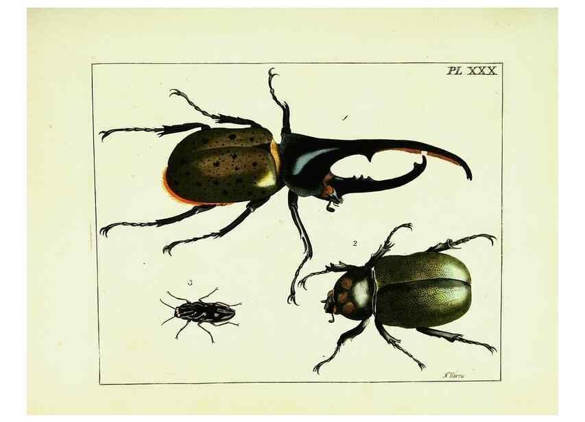 Reproducción/Reproduction 9245683513: Illustrations of natural history.. London,Printed for the author and sold by B. White,1770-82.