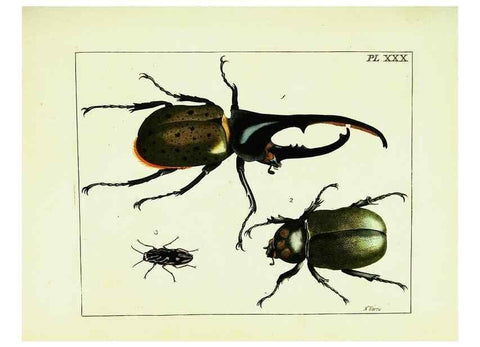 Reproducción/Reproduction 9245683513: Illustrations of natural history.. London,Printed for the author and sold by B. White,1770-82.