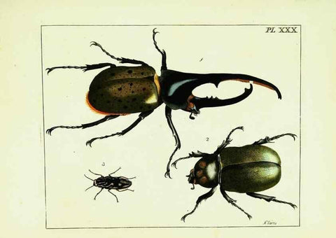 Reproducción/Reproduction 9245683513: Illustrations of natural history.. London,Printed for the author and sold by B. White,1770-82.