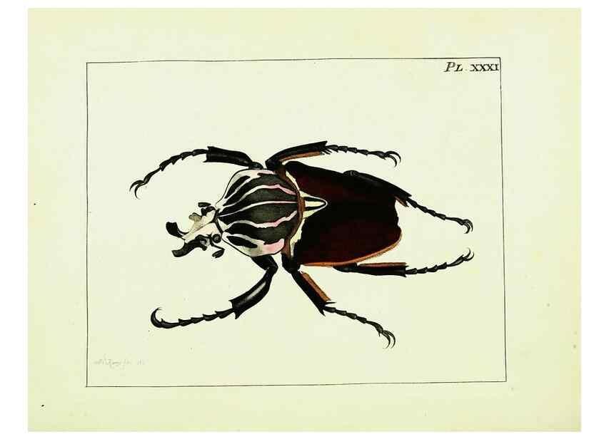 Reproducción/Reproduction 9248465144: Illustrations of natural history.. London,Printed for the author and sold by B. White,1770-82.