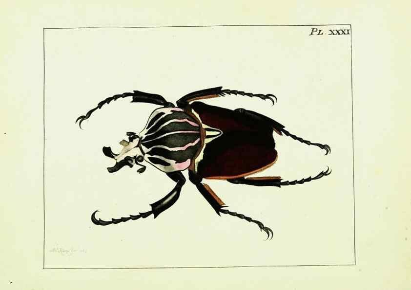Reproducción/Reproduction 9248465144: Illustrations of natural history.. London,Printed for the author and sold by B. White,1770-82.