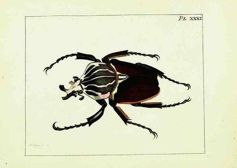 Reproducción/Reproduction 9248465144: Illustrations of natural history.. London,Printed for the author and sold by B. White,1770-82.