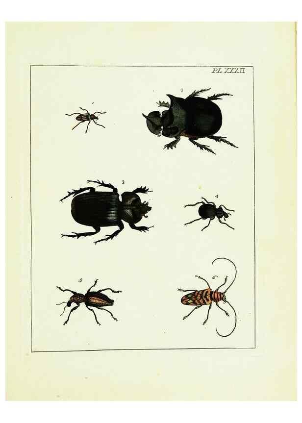 Reproducción/Reproduction 9245684797: Illustrations of natural history.. London,Printed for the author and sold by B. White,1770-82.