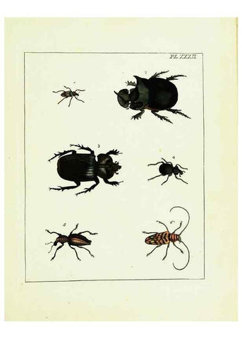 Reproducción/Reproduction 9245684797: Illustrations of natural history.. London,Printed for the author and sold by B. White,1770-82.