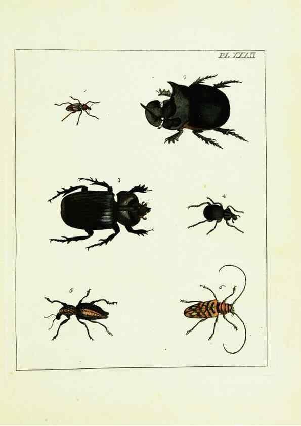 Reproducción/Reproduction 9245684797: Illustrations of natural history.. London,Printed for the author and sold by B. White,1770-82.