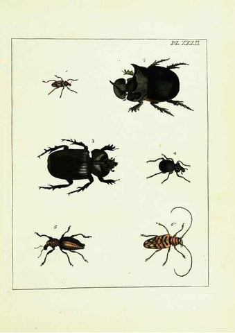 Reproducción/Reproduction 9245684797: Illustrations of natural history.. London,Printed for the author and sold by B. White,1770-82.