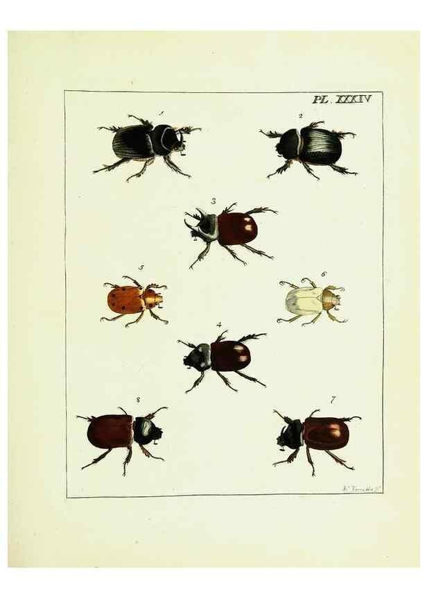 Reproducción/Reproduction 9245686267: Illustrations of natural history.. London,Printed for the author and sold by B. White,1770-82.