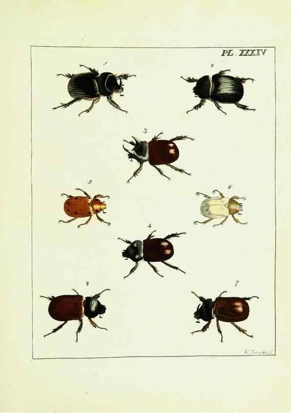 Reproducción/Reproduction 9245686267: Illustrations of natural history.. London,Printed for the author and sold by B. White,1770-82.