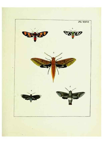 Reproducción/Reproduction 9248461326: Illustrations of natural history.. London,Printed for the author and sold by B. White,1770-82.