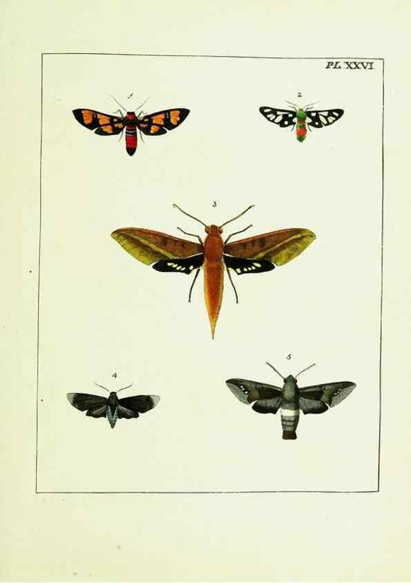 Reproducción/Reproduction 9248461326: Illustrations of natural history.. London,Printed for the author and sold by B. White,1770-82.