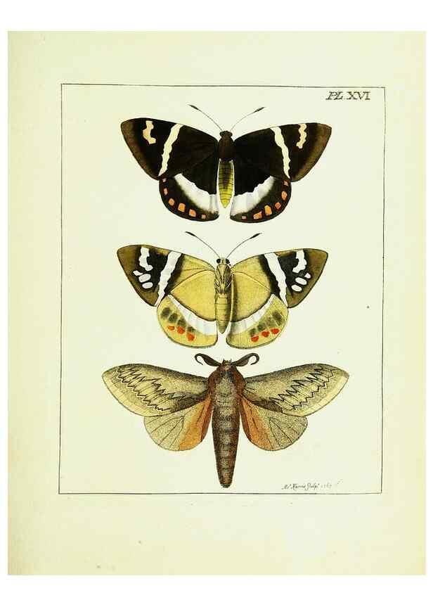 Reproducción/Reproduction 9245671267: Illustrations of natural history.. London,Printed for the author and sold by B. White,1770-82.
