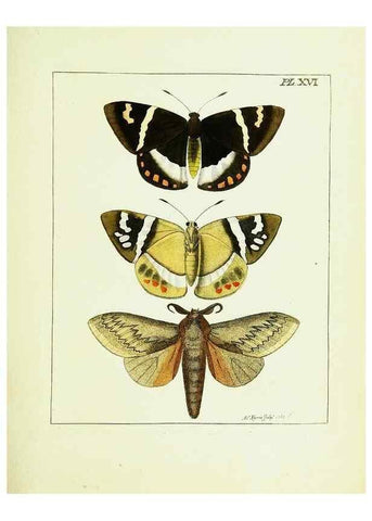 Reproducción/Reproduction 9245671267: Illustrations of natural history.. London,Printed for the author and sold by B. White,1770-82.