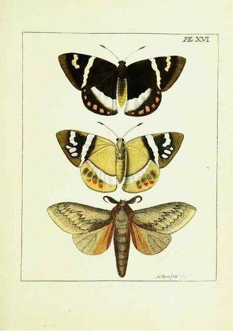 Reproducción/Reproduction 9245671267: Illustrations of natural history.. London,Printed for the author and sold by B. White,1770-82.