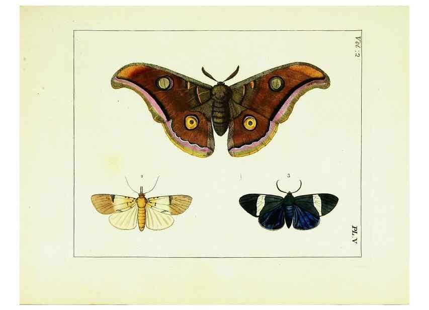 Reproducción/Reproduction 9248529230: Illustrations of natural history.. London,Printed for the author and sold by B. White,1770-82.
